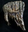 Woolly Mammoth Molar From North Sea #4418-3